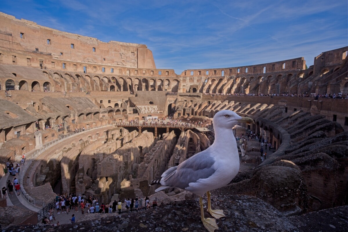 Guardian of the Colloseum