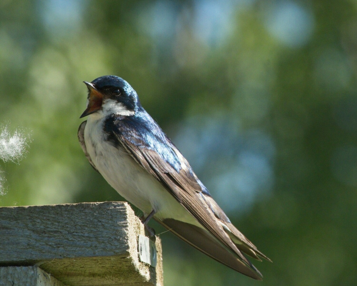 Barn Swallow